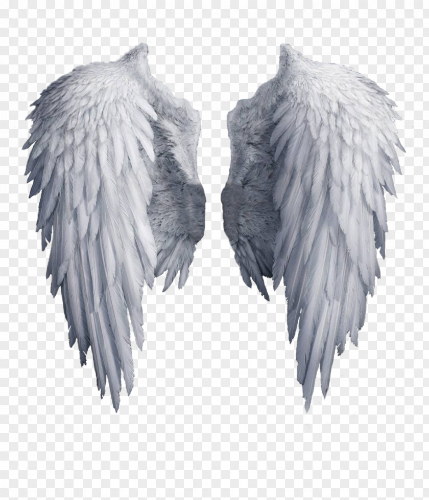 White Angel Wings Wing Clip Art PNG