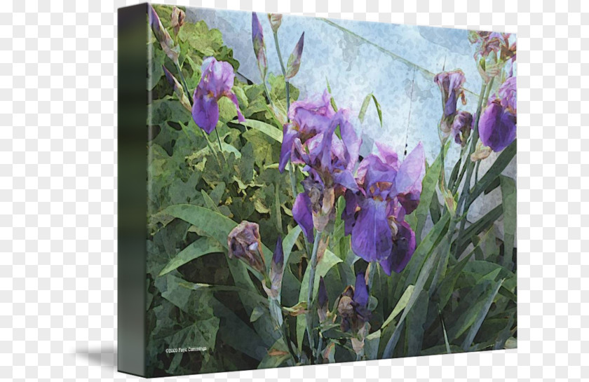 Blue Wall Wildflower PNG