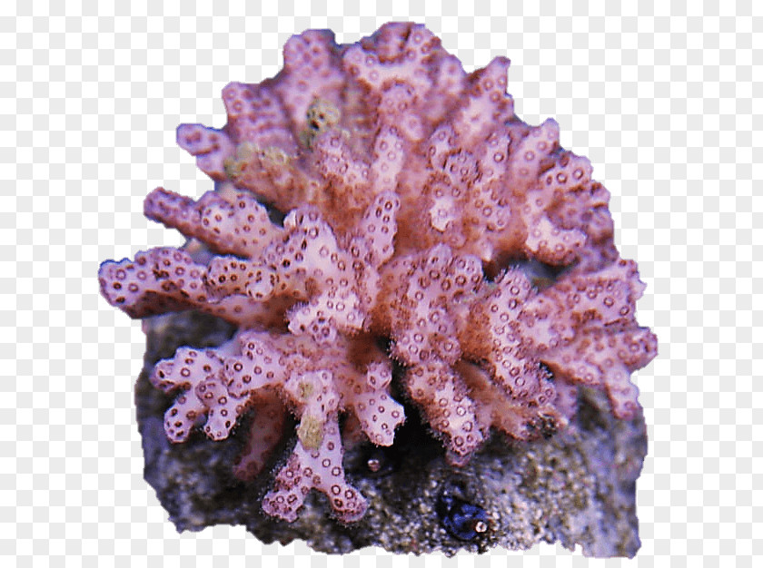 Cauliflower Coral Reef Pocillopora Invertebrate Clavarioid Fungi PNG
