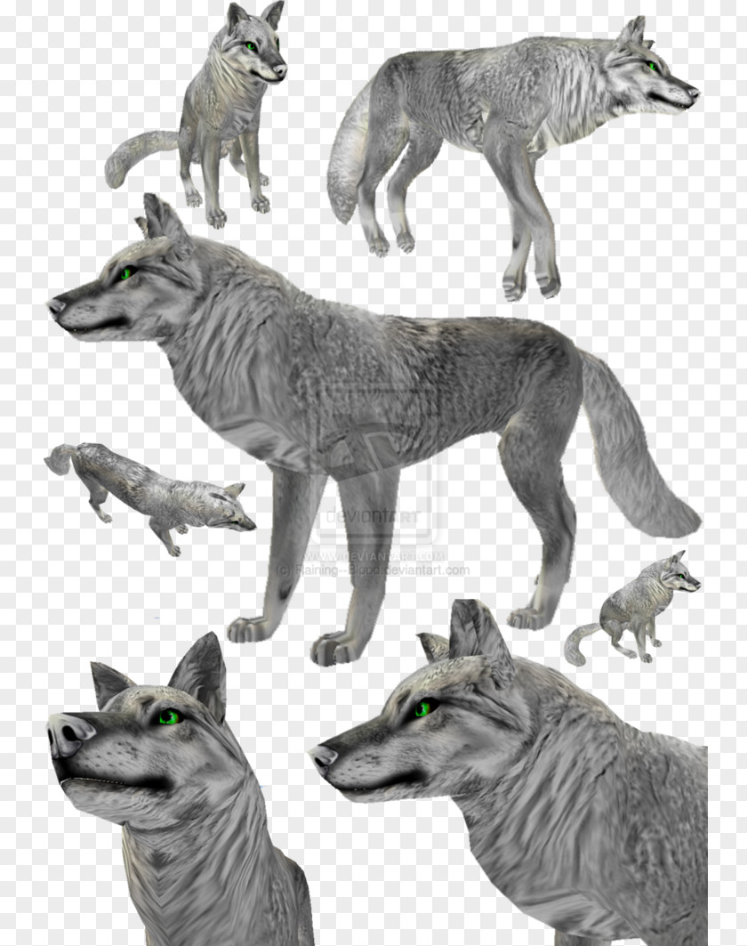 Fur Dog Coyote Gray Wolf PNG