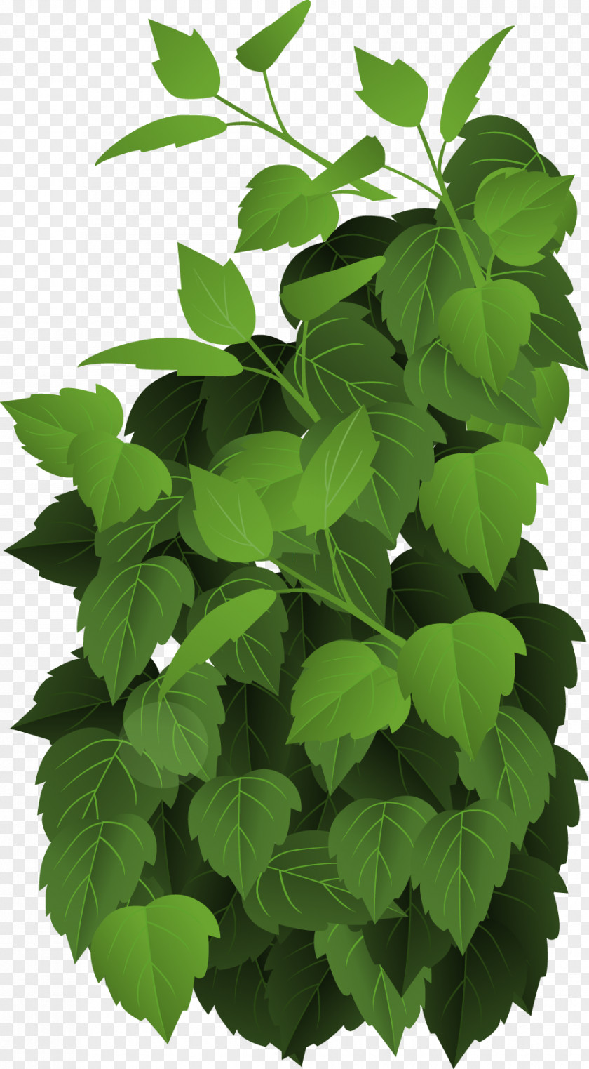 Leaves Tropical Rainforest Royalty-free Illustration PNG