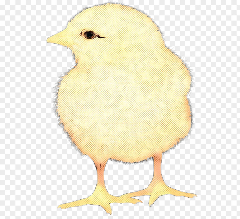 Atlantic Canary Chicken Bird Yellow Beak PNG