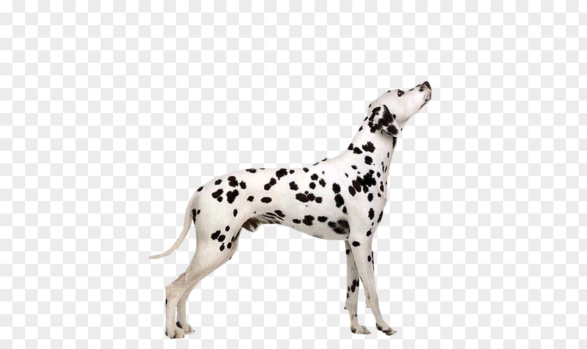 Dalmatians Dalmatian Dog Puppy Pointer Cat Welsh Terrier PNG