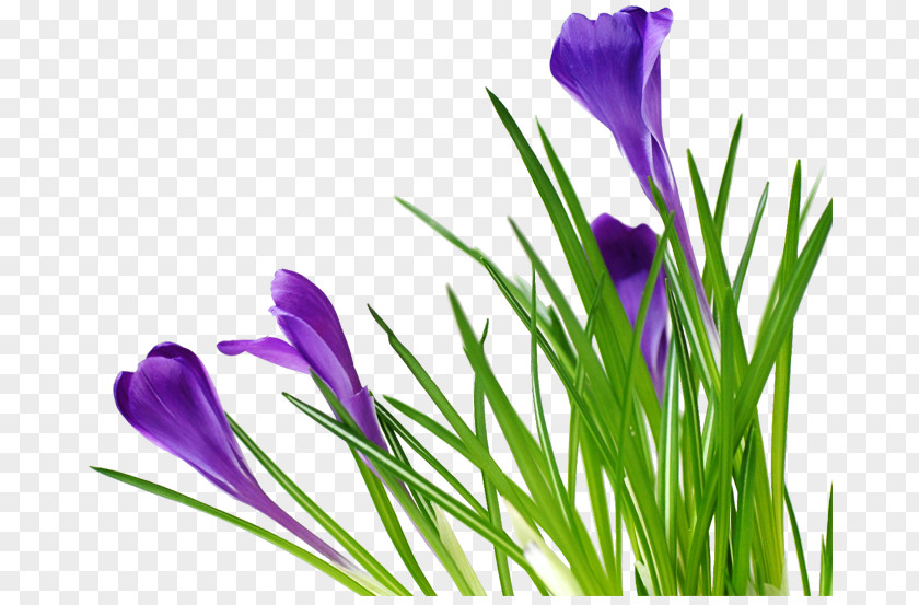 Meadow Flowers Google Idea Message PNG