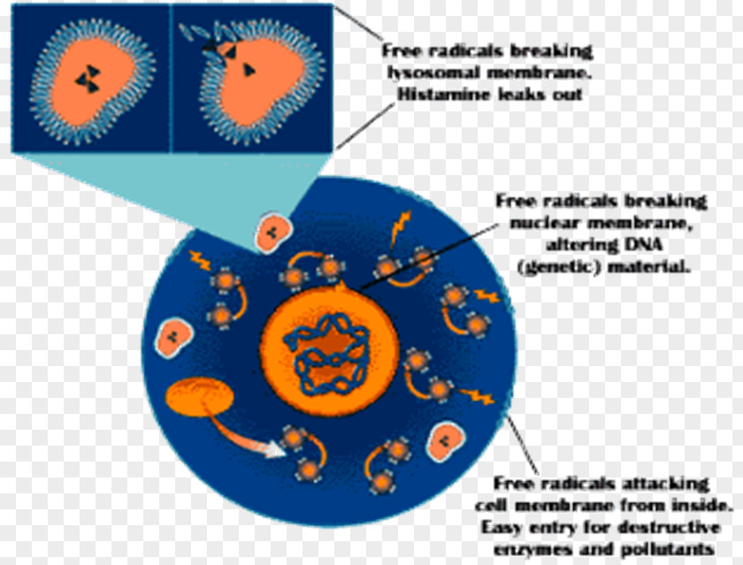 Rice Bran Free-radical Theory Of Aging Antioxidant Redox Molecule PNG
