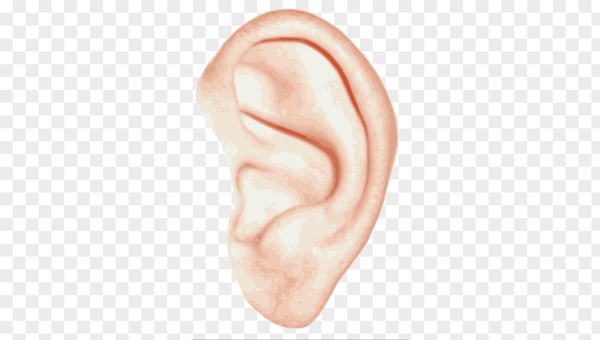 Single Ear PNG Ear, left human ear illustration clipart PNG