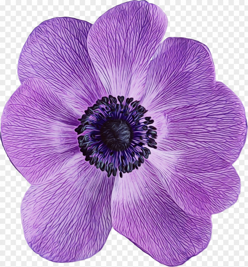 Viola Wildflower Purple Watercolor Flower PNG