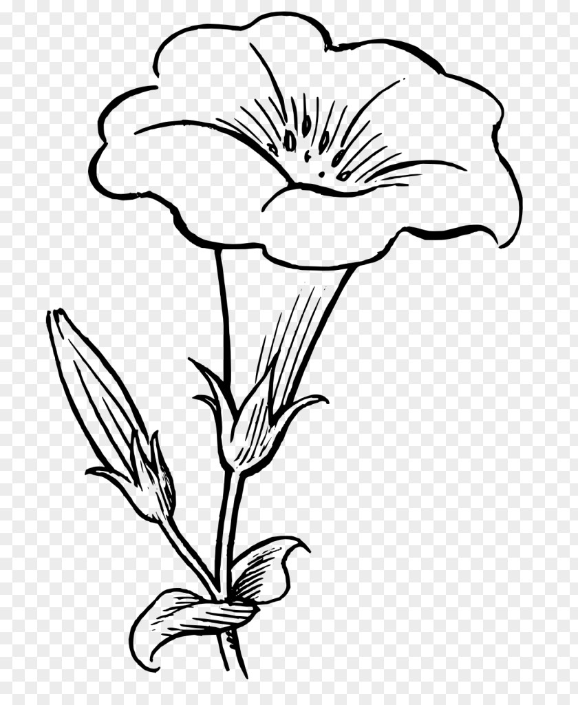 Wildflower Plant Stem Flower Petal Line Art Black-and-white PNG