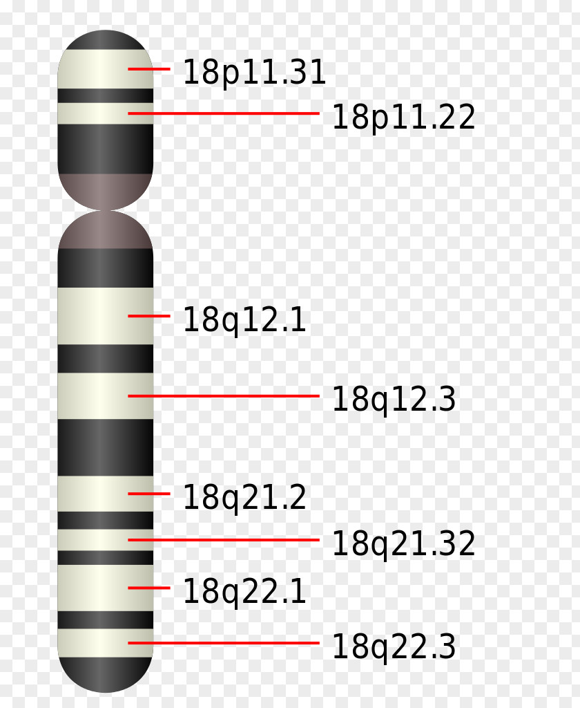 Chromosome Edwards Syndrome Patau Trisomy PNG