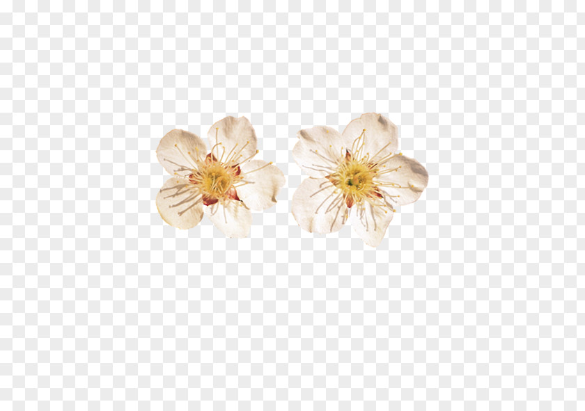 Color Apricot Flower Fruit PNG