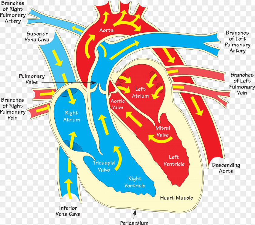 Human Heart Diagram Vein Clip Art PNG
