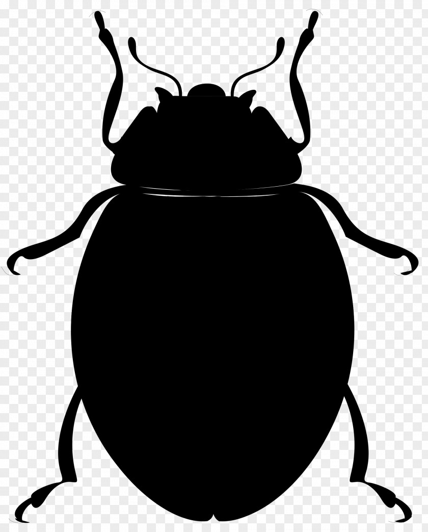 Ladybird Beetle Clip Art Vector Graphics Image PNG
