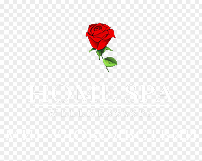 Rose Garden Roses Petal Desktop Wallpaper Clip Art PNG