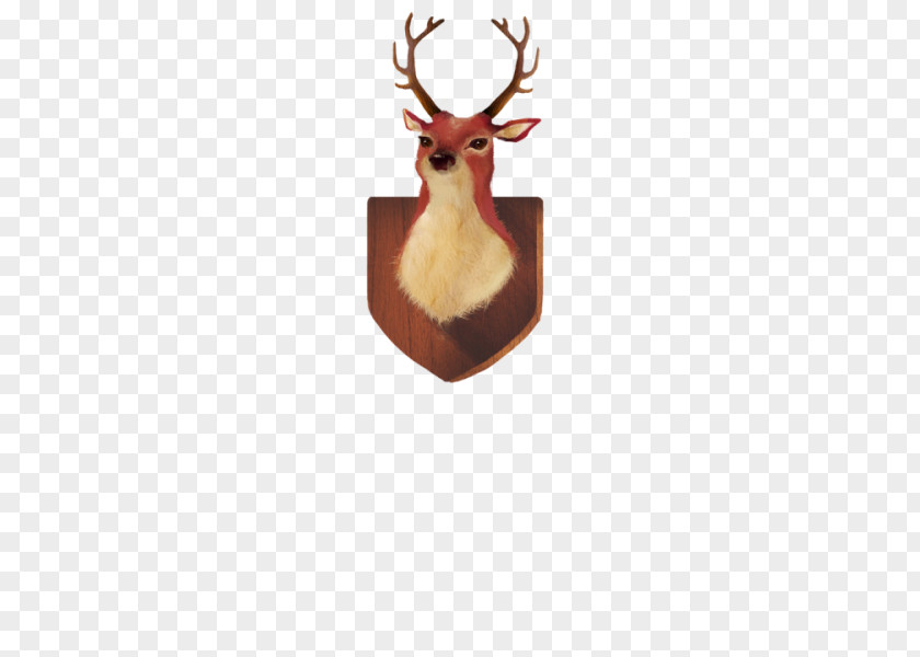 Deer Head Reindeer Antler Animal PNG