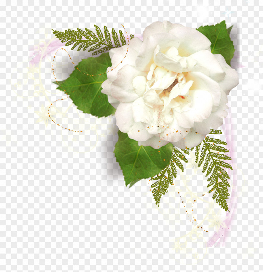 Pamphlet Flower Picture Frames White PNG