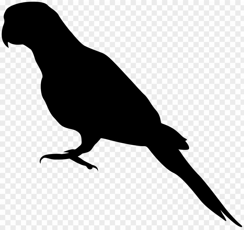 Parrot Silhouette Clip Art Image Amazon Bird Senegal Grey PNG