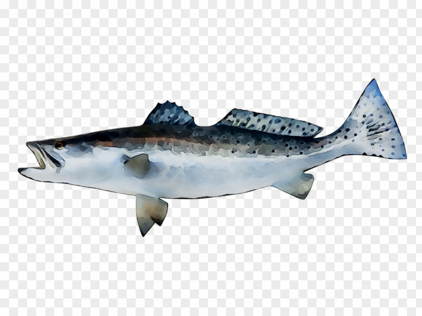 Rainbow Trout Fish Image Salmon PNG