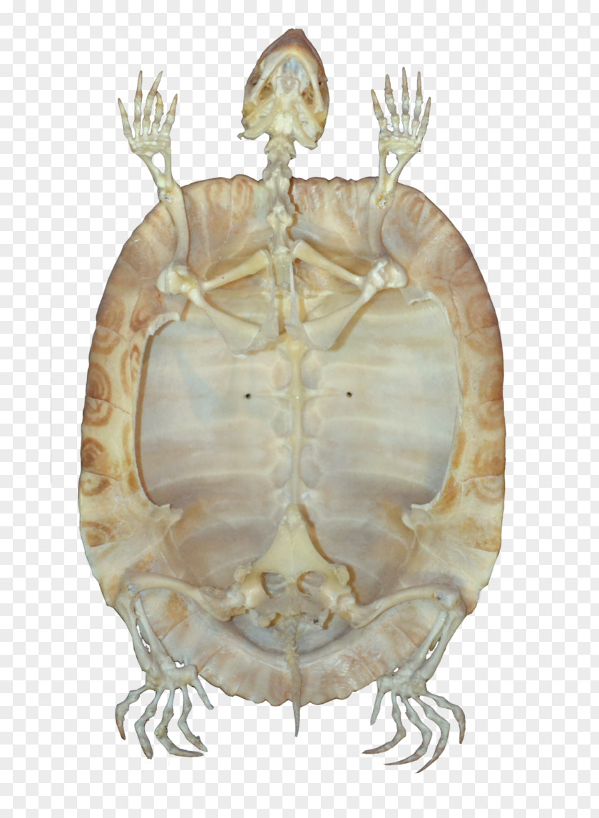 Skeleton Turtle Reptile Tortoise PNG