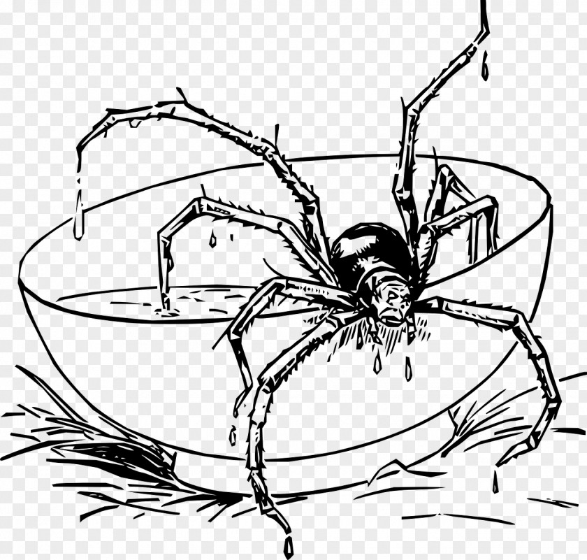 Spider Drawing White Line Spider-Man Coloring Book Tarantula Web PNG