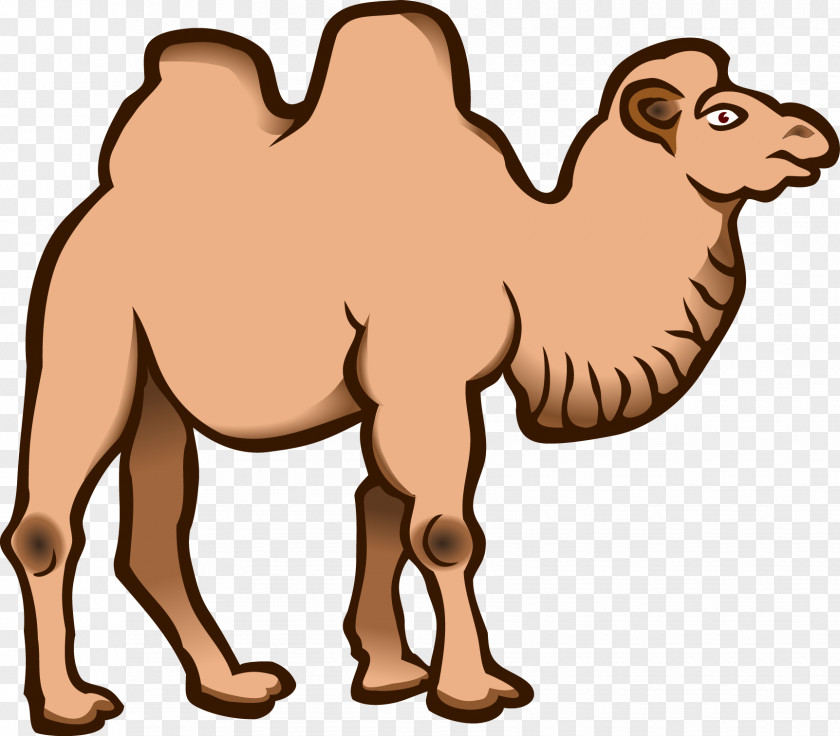 Vector Camel Wild Bactrian Clip Art PNG