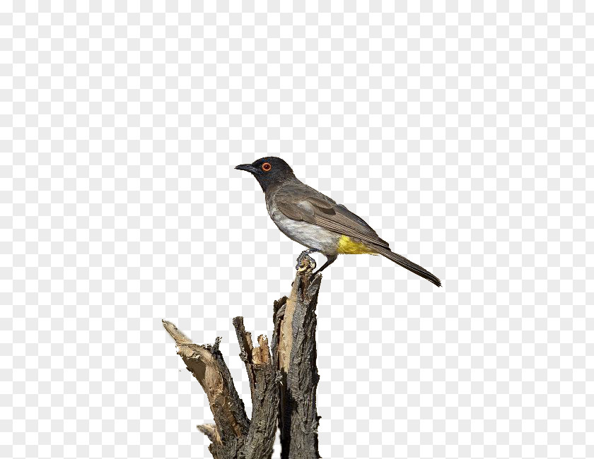 Bird Download PNG