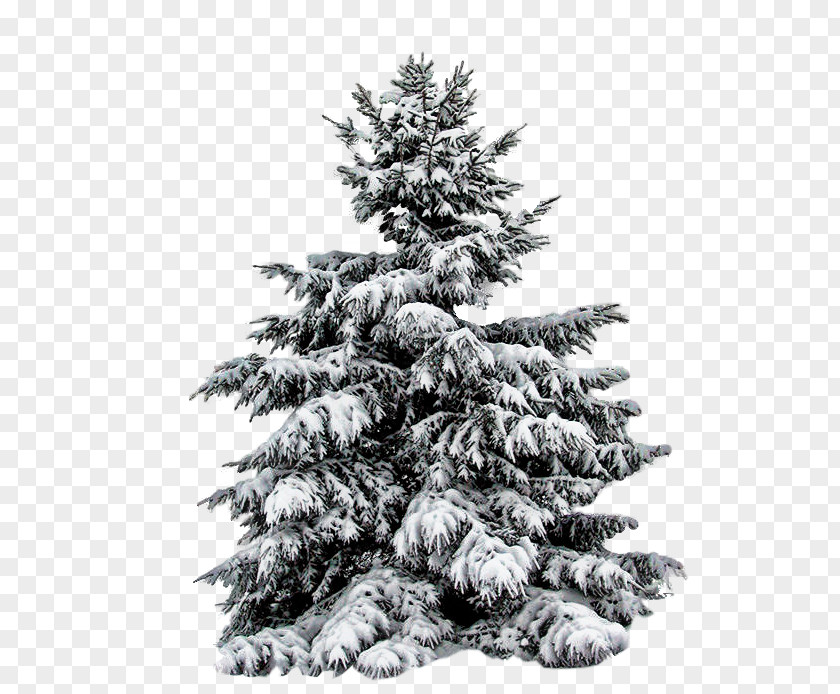 Christmas Tree Fir Pine PNG