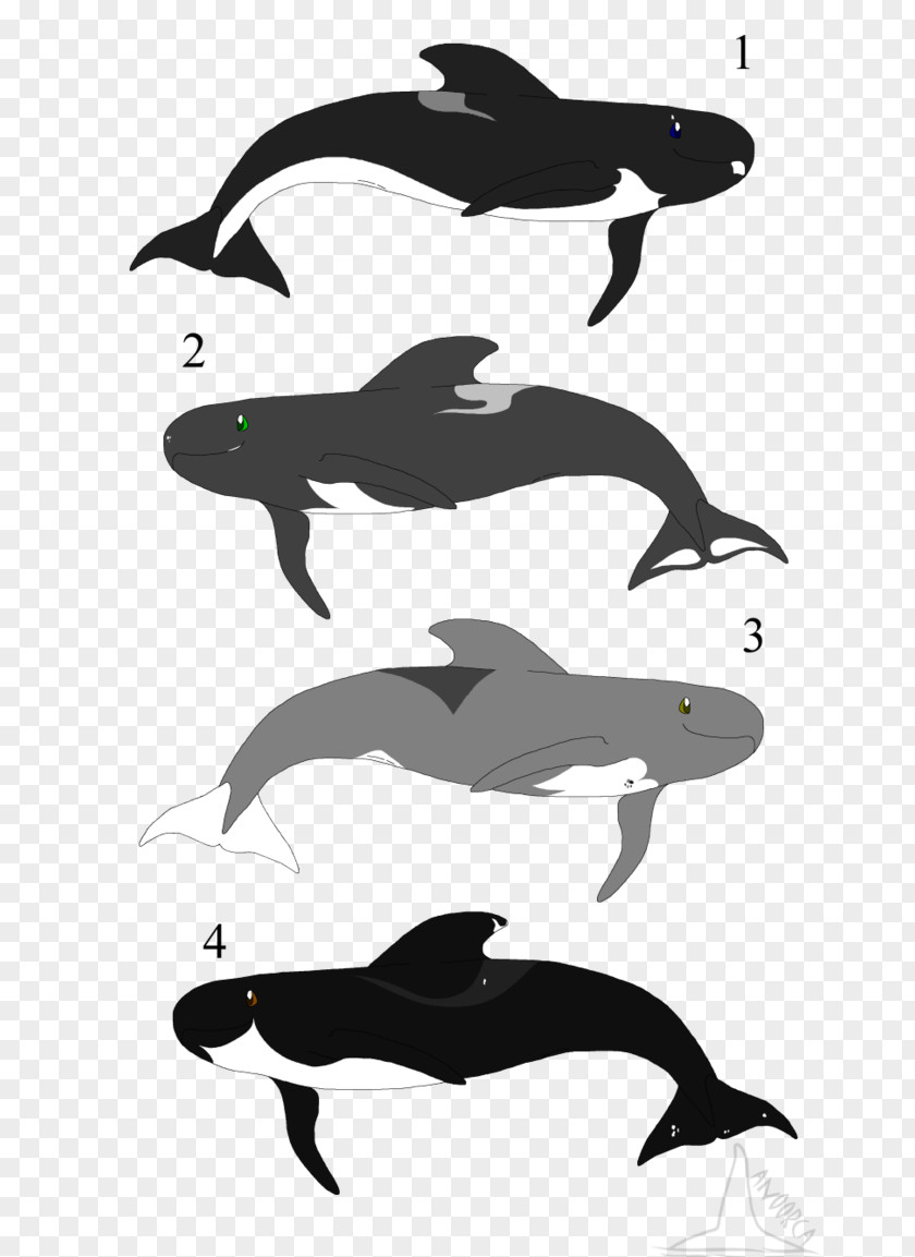 Dolphin Common Bottlenose Tucuxi Porpoise Killer Whale PNG