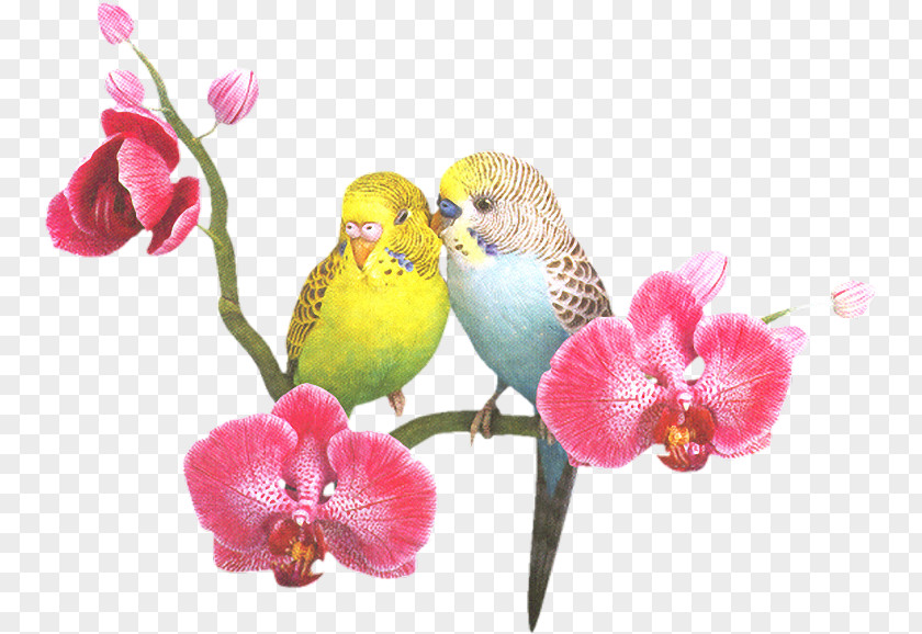 May Month Parrots Of New Guinea Bird Clip Art PNG