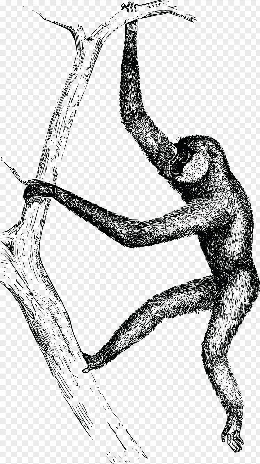 Monkey Gibbon Homo Sapiens Clip Art PNG