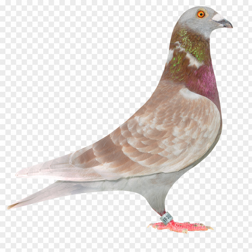Pigeon Columbidae Racing Homer Homing Bird Fancy PNG