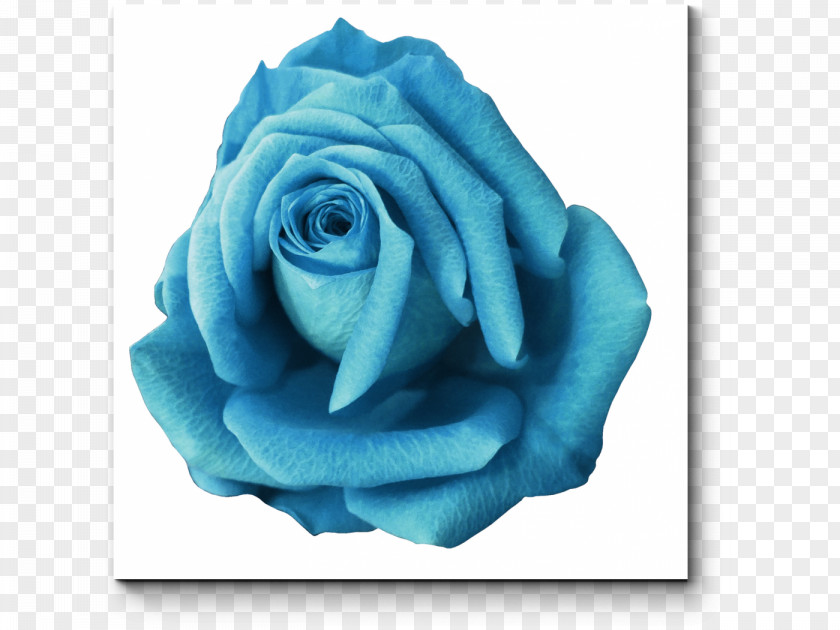 Rose Blue Garden Roses Stock Photography PNG