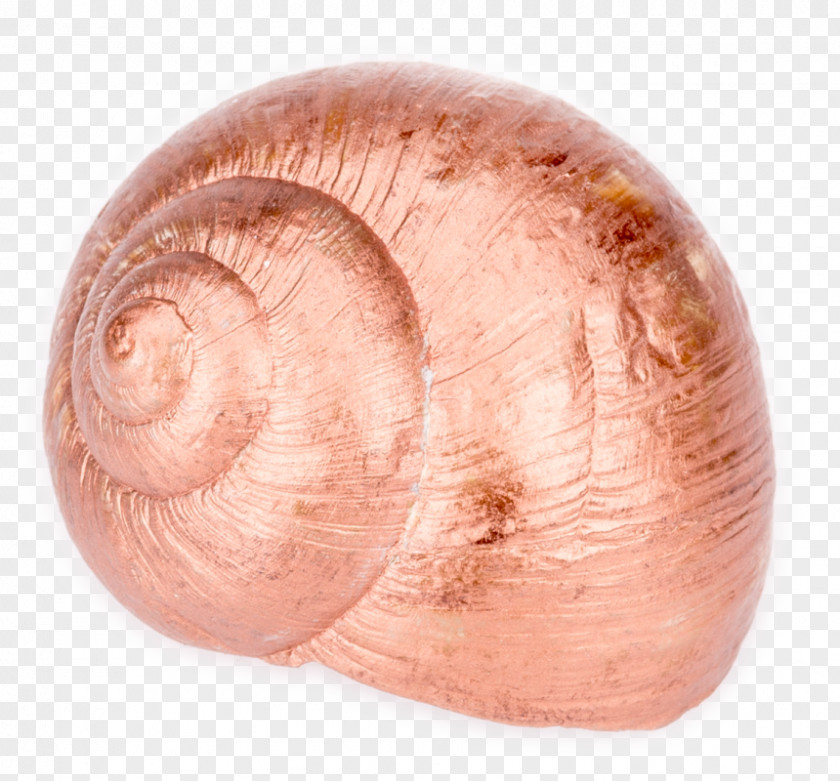 Snail Baltic Macoma Cockle Veneroida Tellins Clam PNG