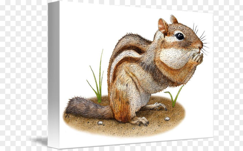 Squirrel Fox Eastern Chipmunk Animal PNG