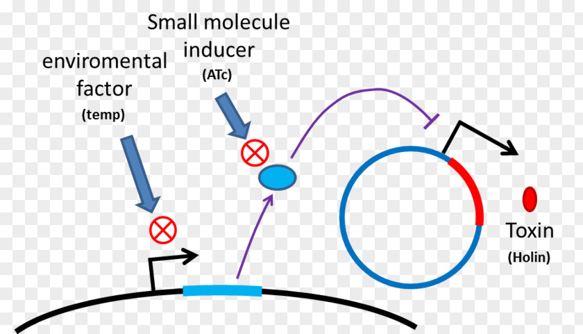 Tetracycline Antibiotics Doxycycline Plasmid Transgene PNG