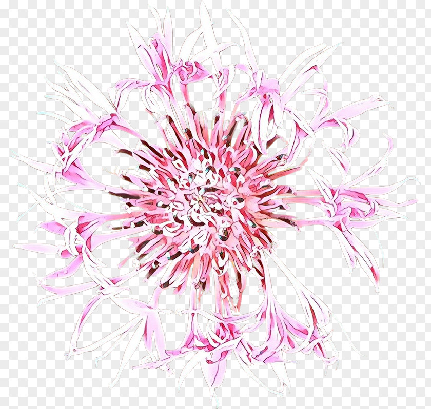 Wildflower Flowering Plant Pink Flower Petal PNG