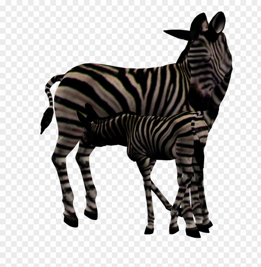 Zebra Foal Quagga Mare PNG