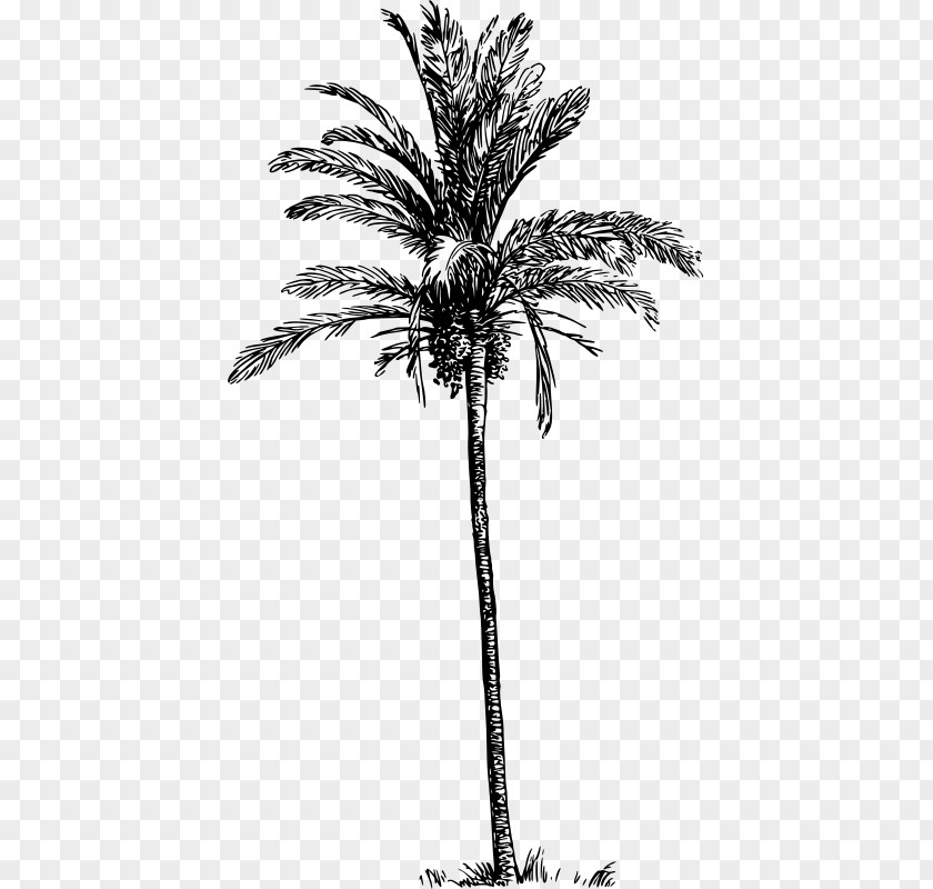 Dates Palm Asian Palmyra Babassu Arecaceae Date Tree PNG