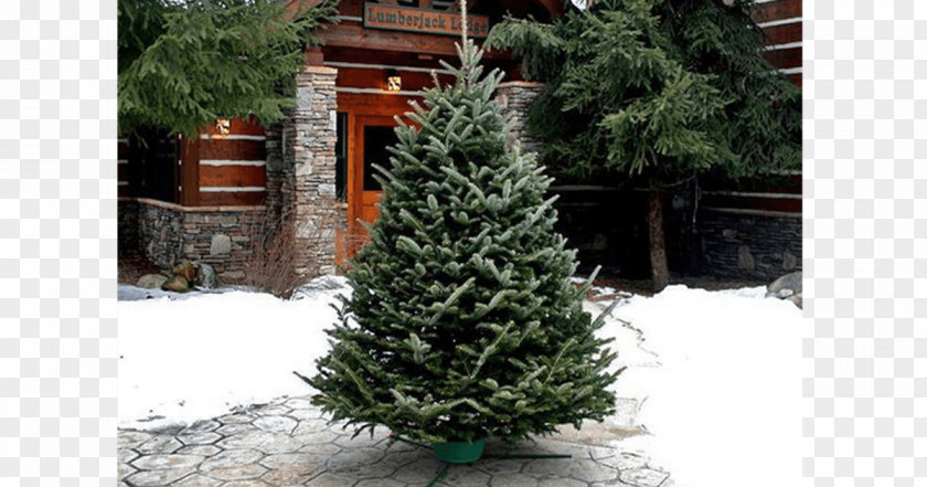 Fraser Fir Christmas Tree White Spruce Pine PNG