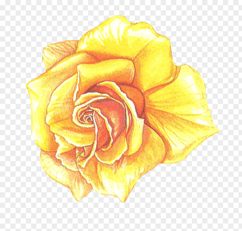 Garden Roses Cabbage Rose Drawing Cut Flowers Petal PNG
