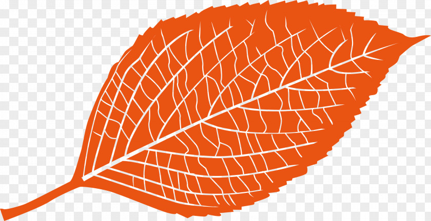 Leaf PNG