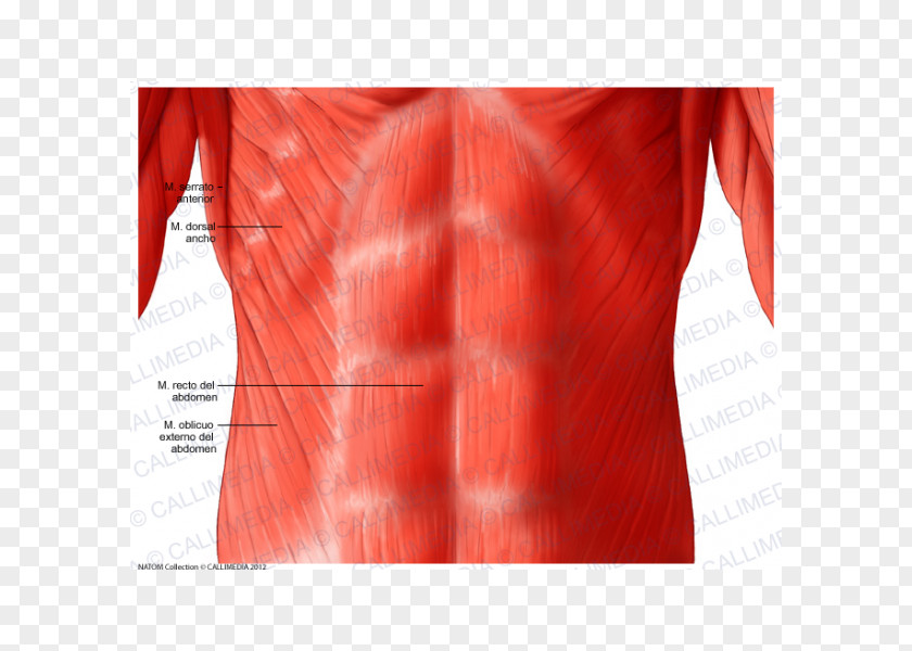 Superficial Temporal Nerve Pelvis Abdomen Anatomy Muscle Muscular System PNG