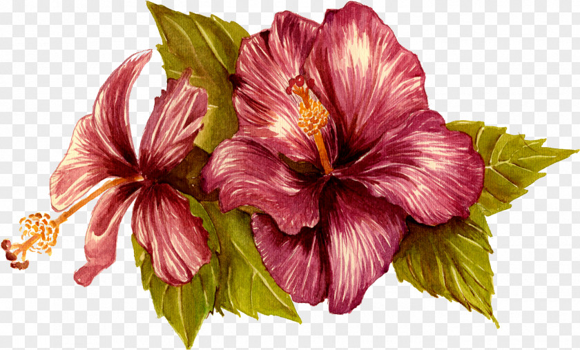 Hibiscus Flower Hawaiian Plant Petal PNG