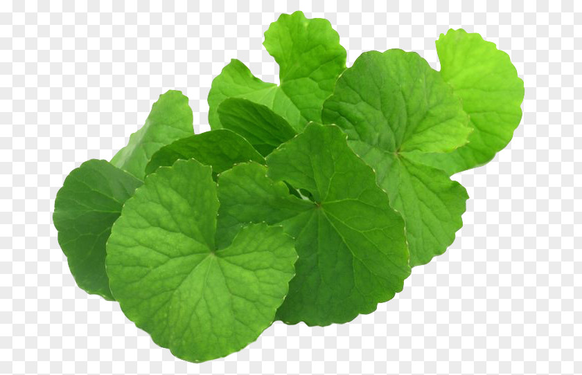 Plant Centella Asiatica Mackinlayoideae Dietary Supplement Medicinal Plants PNG