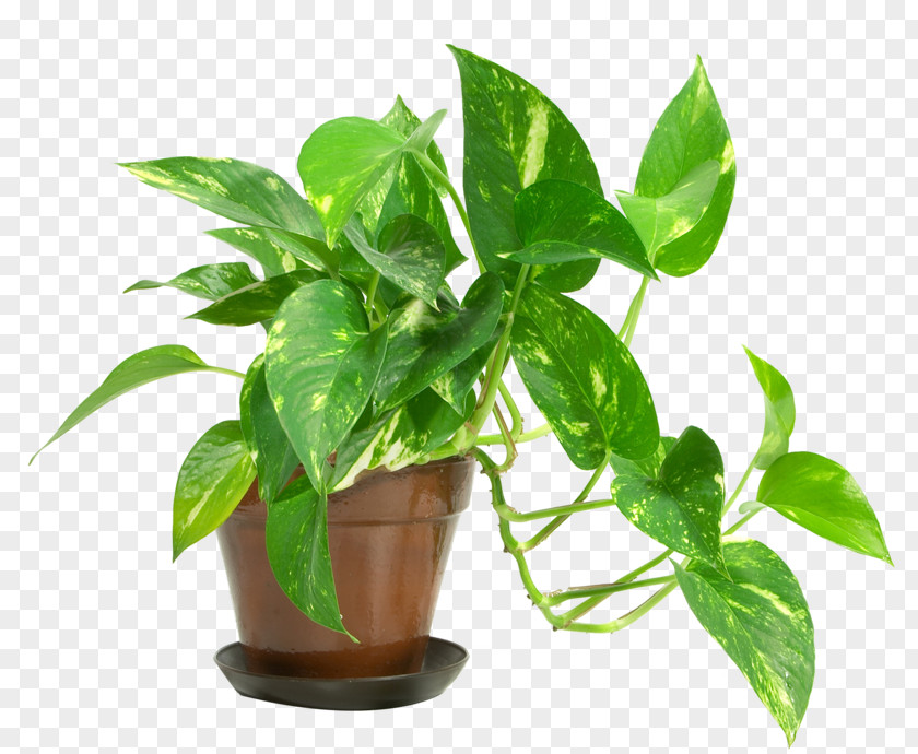 Plant Houseplant Care Devil's Ivy Indoor Air Quality PNG