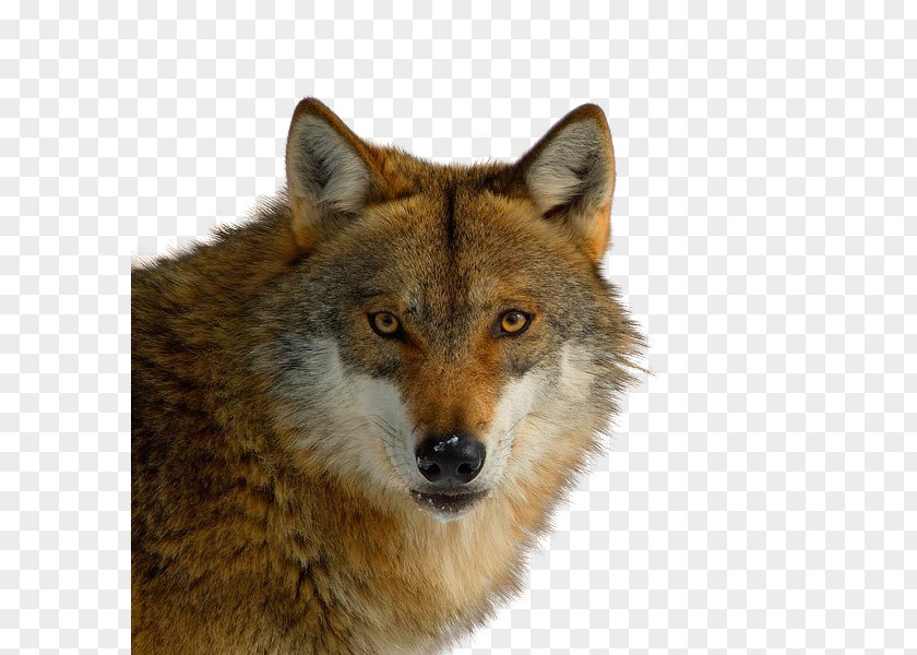 Puppy Red Fox Coyote German Shepherd Wolf PNG