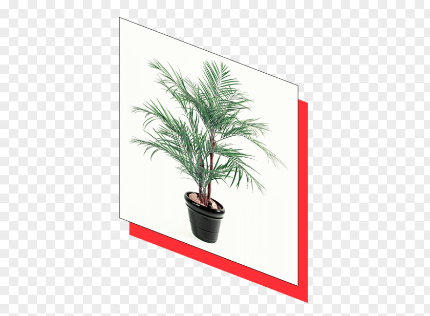 Areca Palm Date Flowerpot Houseplant Arecaceae PNG