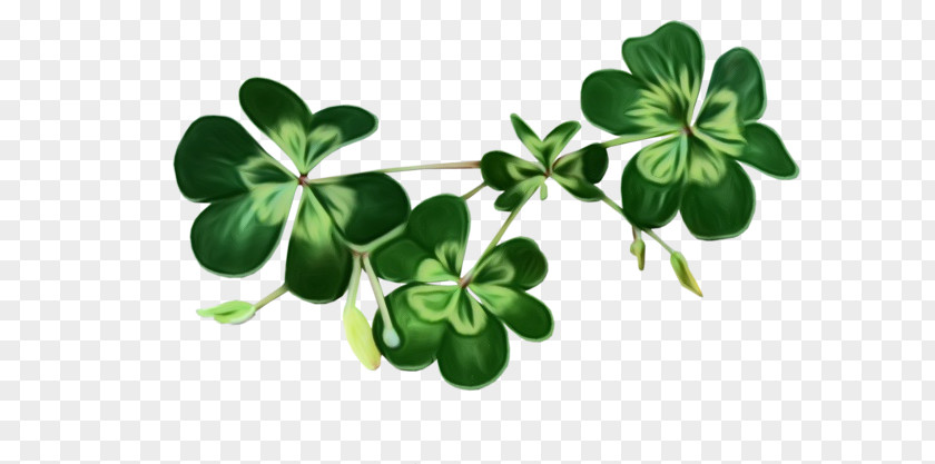 Herb Symbol Saint Patricks Day PNG