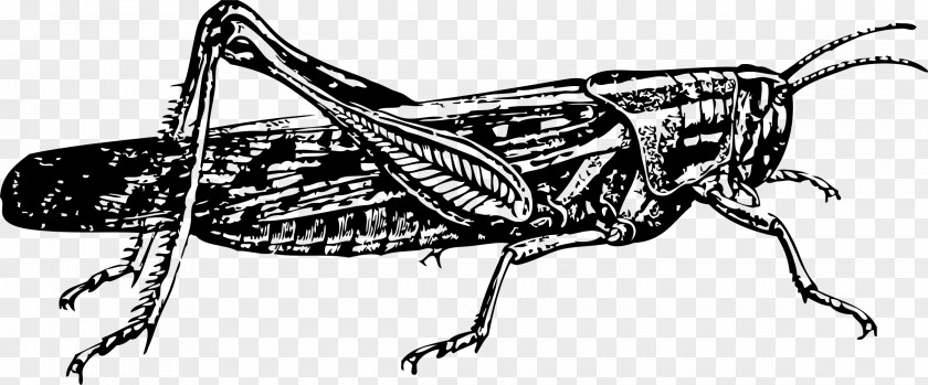 Insects Insect Locust Drawing Grasshopper Clip Art PNG