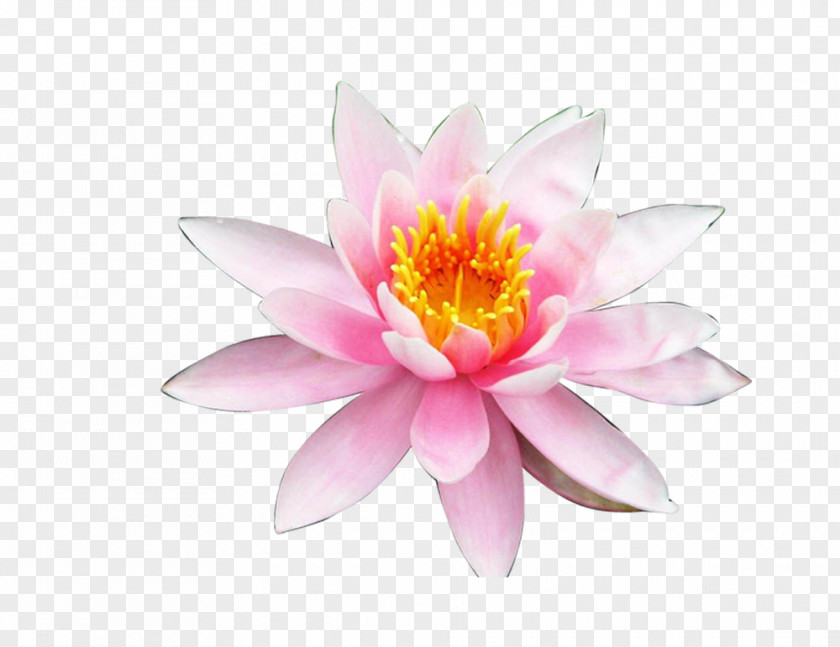 Lotus 18 Nelumbo Nucifera Gold Google Images Clip Art PNG