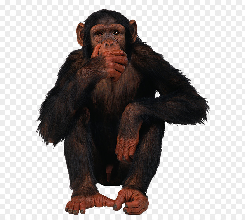 Monkey Common Chimpanzee Clip Art PNG